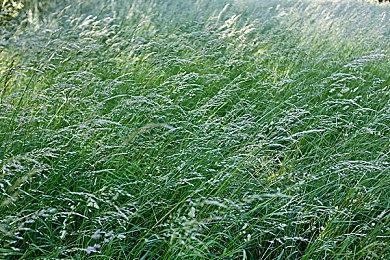 《永远的超级肉食男孩》正式上线 综合评价“褒贬不一”